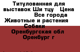 Титулованная для выставок Ши-тцу › Цена ­ 100 000 - Все города Животные и растения » Собаки   . Оренбургская обл.,Оренбург г.